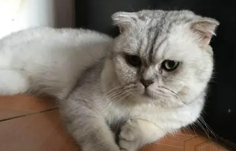 带你了解美短银渐层值钱吗？一起来看看！