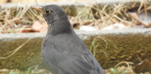 乌鸫不能喂什么？铲屎官一定要知道！