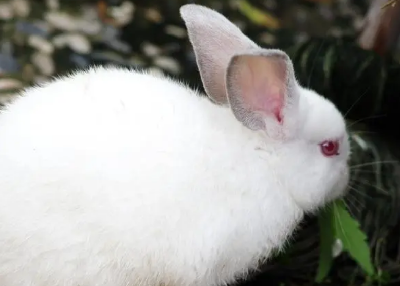 中国白兔好养吗？想养的来了解下吧
