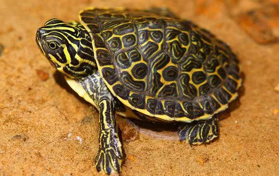 黄腹滑龟和甜甜圈龟区别？来看看吧