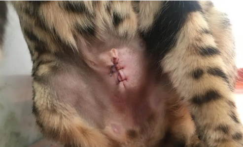 家养母猫要不要做绝育,看完文章你就知道了~ 家养母猫要不要做绝育,看完文章你就知道了~