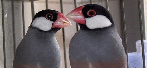 灰文鸟如何饲养？方法是什么？