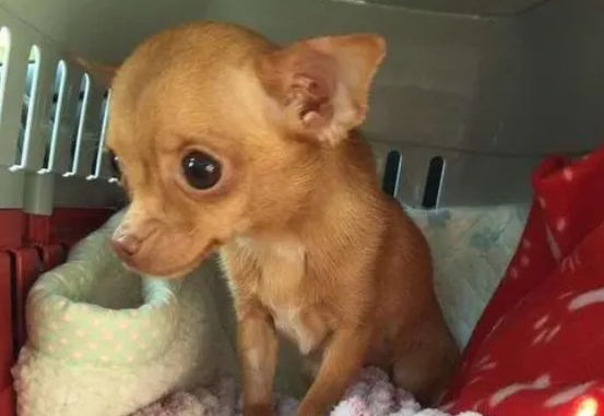 吉娃娃老是掉毛怎么办？看这就够了。