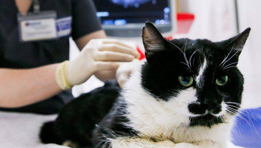 猫pcr能检查出哪几种病？有这几种