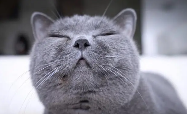 什么情况下需要给猫咪换粮呢？一起了解一下~