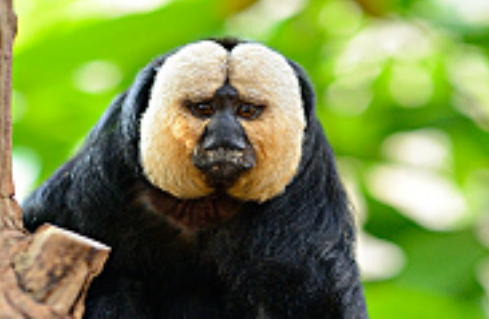 白面僧面猴,世界上最小的僧面猴,快来看看吧! 白面僧面猴,世界上最小的僧面猴,快来看看吧!