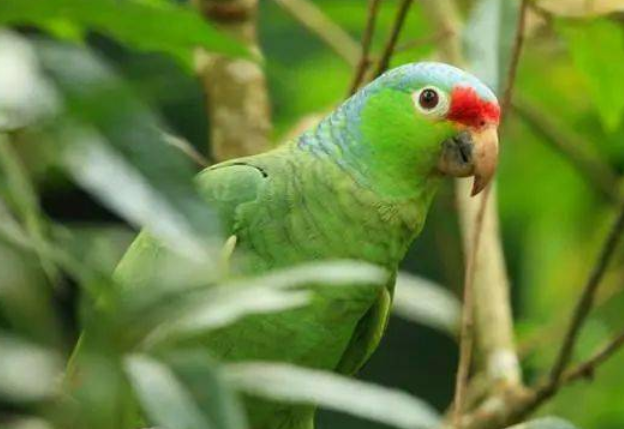 来考考你们，红额亚马逊鹦鹉几级保护？