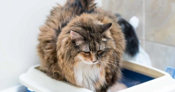 猫咪拉肚子，吃点益生菌就好？事实并没有这么简单