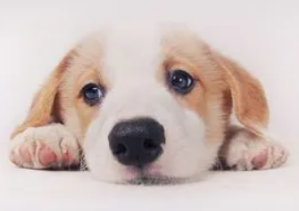 狗能吃阿莫西林吗