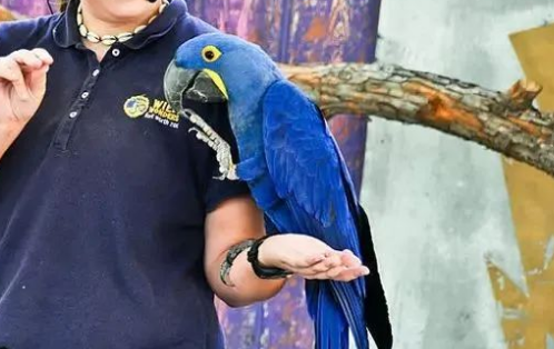 紫蓝金刚鹦鹉可以养吗？鸟友们看过来！
