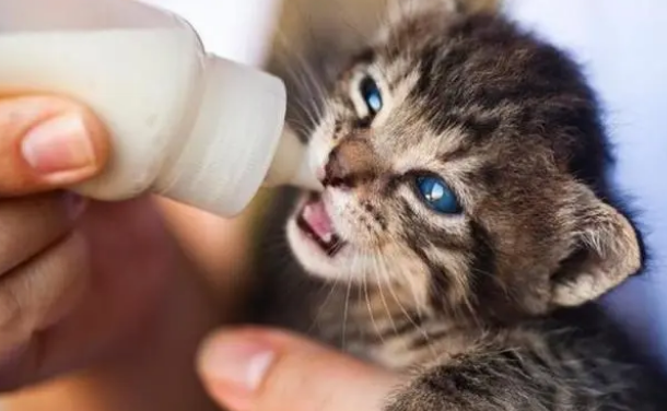 猫咪奶粉怎么冲，猫咪喝奶粉要到几个月？