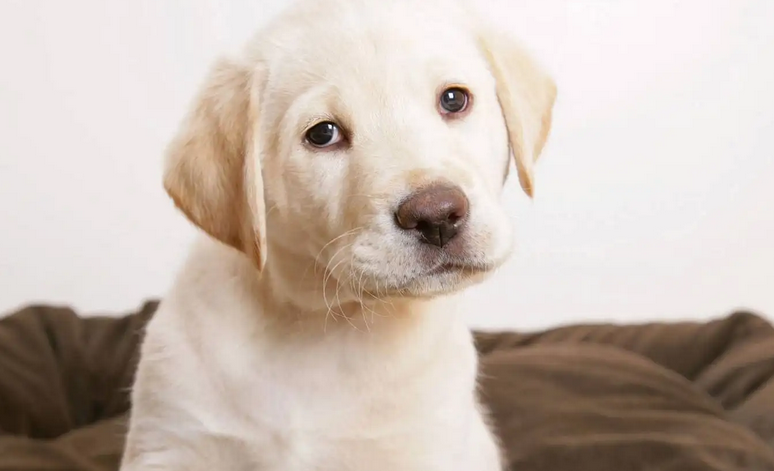 哈士奇看起来傻乎乎的，那它的智商高吗？