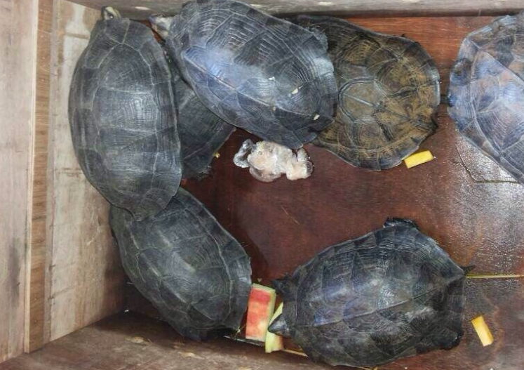 缅甸黑山龟成体多大？看这篇文章