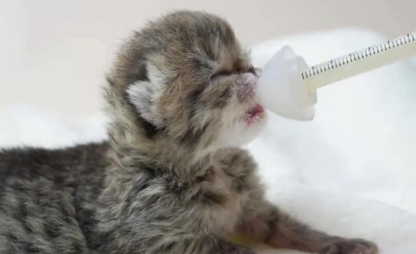 奶猫人工喂养奶量是多少？按不同天数来定