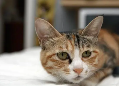 猫吃阿莫西林能吃几天 猫吃阿莫西林能吃几天