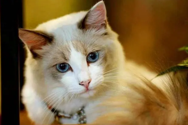 猫咪并非不喜欢猫窝，拒绝入住只因铲屎官的三种错误挑选