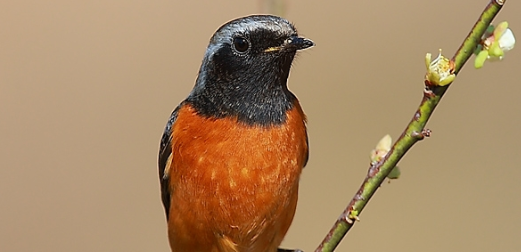 北红尾鸲多少钱一只？我告诉你