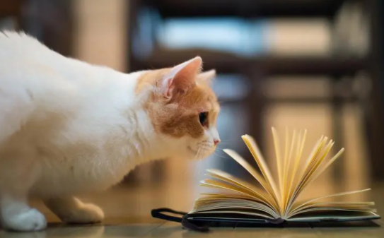 一年猫相当于几岁？好养吗？