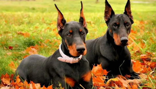 告诉你不养杜宾的十大理由！