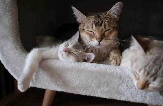 ZEAL真致·秋天来了，照顾好它的肠胃！