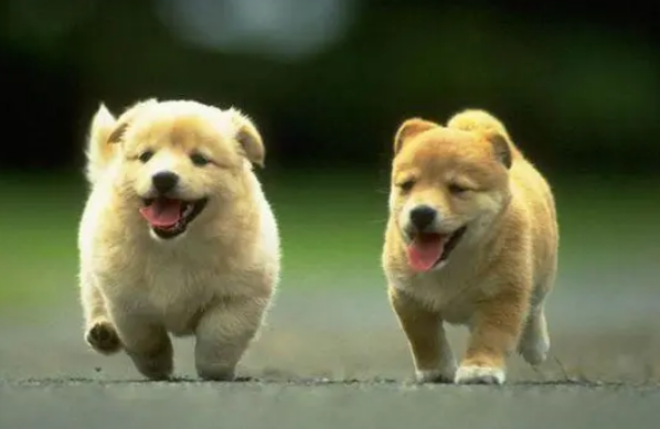 小狗感染了冠状病毒要紧吗？是很危急的