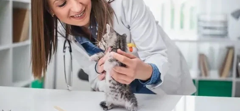 宠物医院怎么经营 宠物医院哪家好