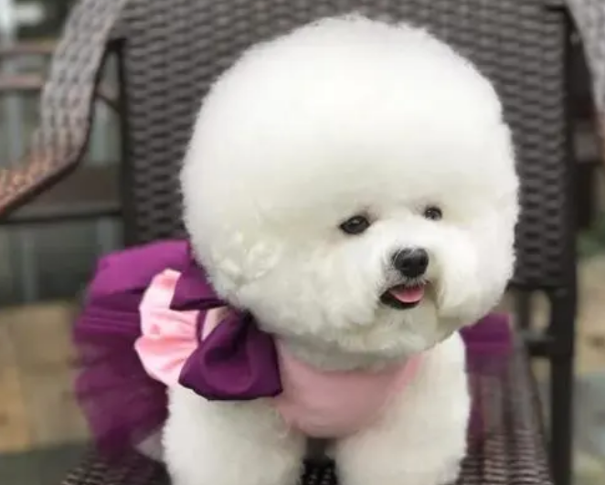 比熊毛是卷的吗？是的，与生俱来