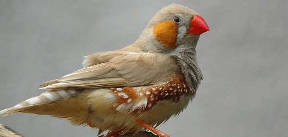 斑胸草雀能活几年?大家知道吗? 斑胸草雀能活几年?大家知道吗?