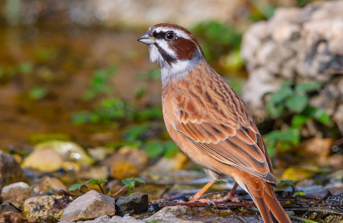 今日带你们了解，三道眉草鸟价格？