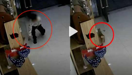 上门喂养VS宠物店寄养，铲屎官们放假后猫咪该何去何从？