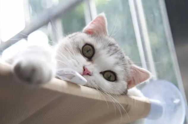 猫粮猫饭罐头？如何找到合适的喂养方式