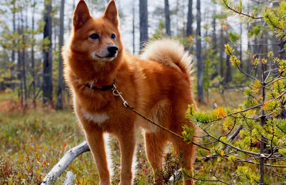 芬兰狐狸犬会咬人吗？主人一定要知道