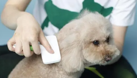 怎样给狗洗澡？