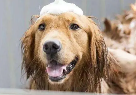 一文带你搞懂宠物沐浴露的正确使用方法 一文带你搞懂宠物沐浴露的正确使用方法