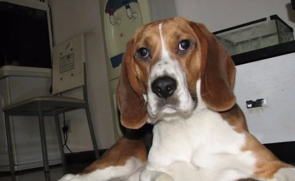 寄养宠物狗需要注意什么？要注意的地方哪些