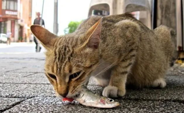猫罐头能多吃？这些常识你会正确分辨吗