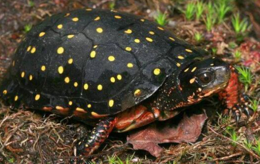 星点水龟怎么辨别雌雄？看了这篇文章你就懂了！