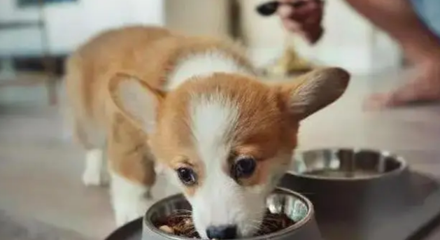 25斤的柯基一天吃多少狗粮？