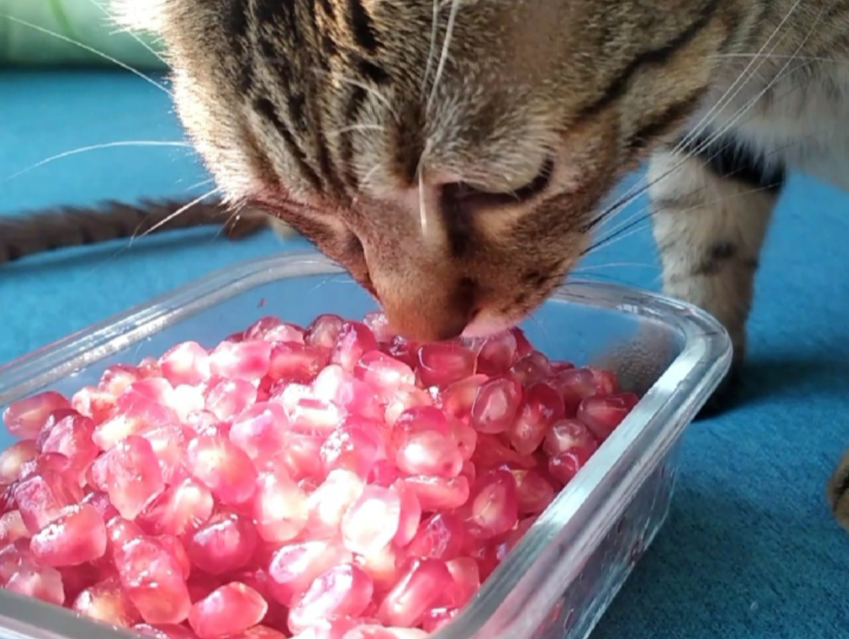 猫能吃石榴不？一起来看看吧