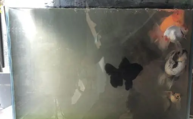 鱼缸水浑浊，该如何改变？老玩家来为您解答