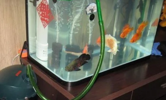 硝化菌怎么培养？硝化菌怎么用？