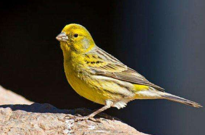 黄玉鸟多少钱一只，想知道的看过来！