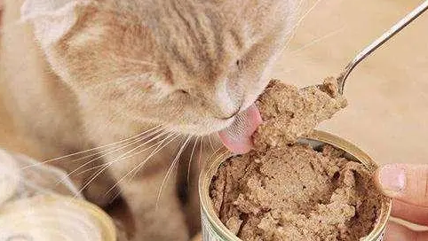 猫罐头真比猫干粮好吗?你家猫吃对了吗? 猫罐头真比猫干粮好吗?你家猫吃对了吗?