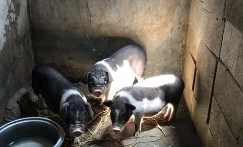 宁乡猪能长多大？真的不看不知道