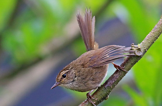 强脚树莺怎么养？想养的来了解下吧