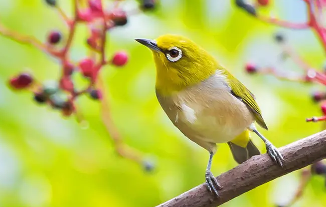 绣眼鸟的市场价一般在这个档次