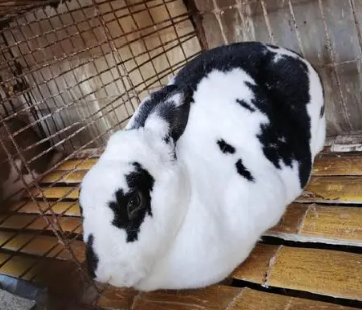 想了解英国斑点兔和花巨兔的区别，这篇文章告诉你