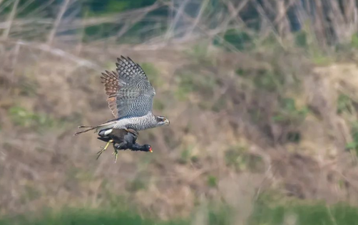 养黄鹰的挑选及讲究？避坑攻略速来get