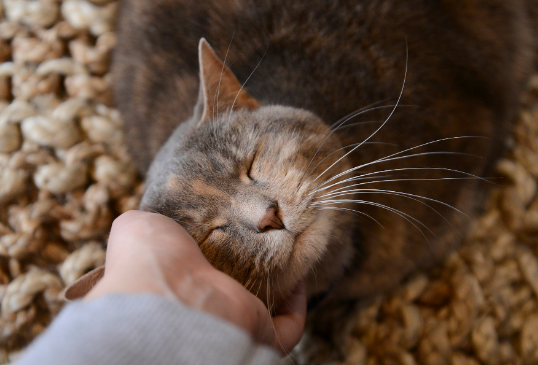 春节期间，猫咪寄养或带回老家注意事项