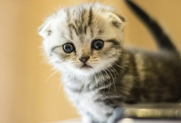 蓝猫怎么养才胖胖的?饲养须知 蓝猫怎么养才胖胖的?饲养须知